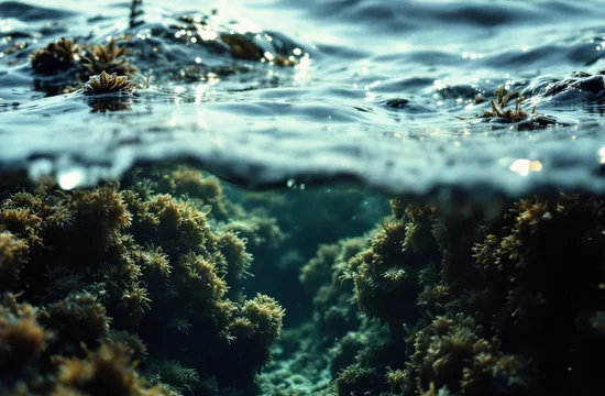 Почему влияние морских