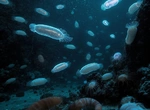 Морские огурцы: удивительные существа с необычными способностями