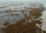 Карибский кошмар: море саргассума бьет рекорды