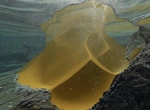 Подводные песчаные гиганты: что перевернуло геологию Северного моря?