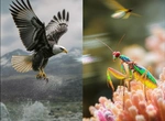 Орлиная зоркость, креветочные цвета: чьи глаза видят мир иначе?