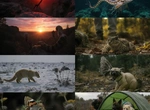 Почему кадры BigPicture — это крик земли?