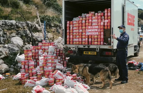 Кошачий курьез: как