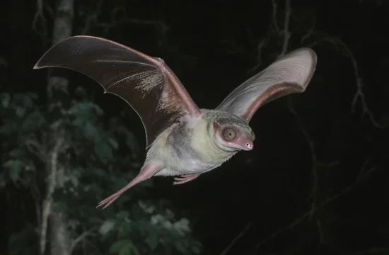 Колуго: летающий лемур,