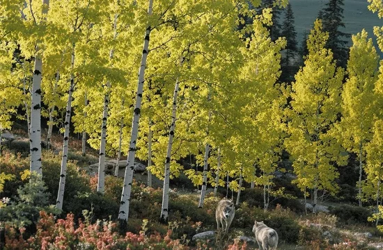 Волки вернули осины