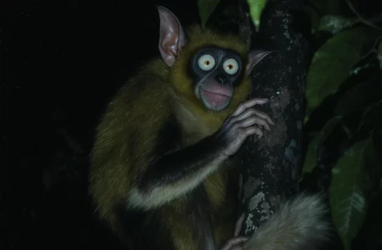 Ай-ай: причудливый лемур,