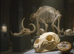 Сколько стоит череп доисторического монстра?