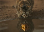 Почему нелюбовь кошек к воде — это наследие пустыни?