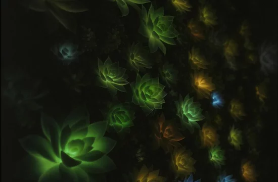 Суккуленты превратили в