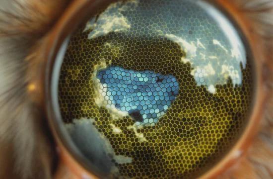 Как пчелы видят