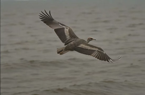 Как нелетающие птицы