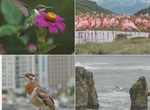 Как расширение фотоконкурса Audubon открыло миру новых пернатых звезд?