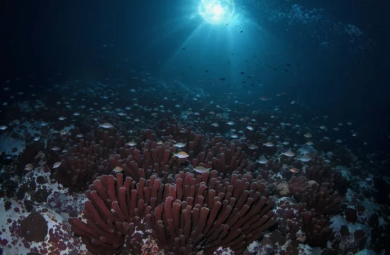 Расшифрованные ворчания: о