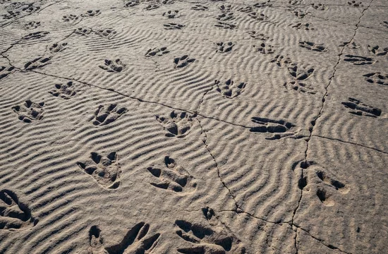 Рекордное число окаменелых