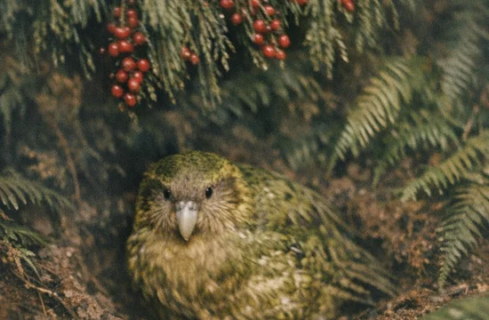 Приведет ли массовое