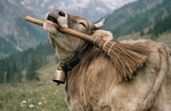 Как австрийская корова