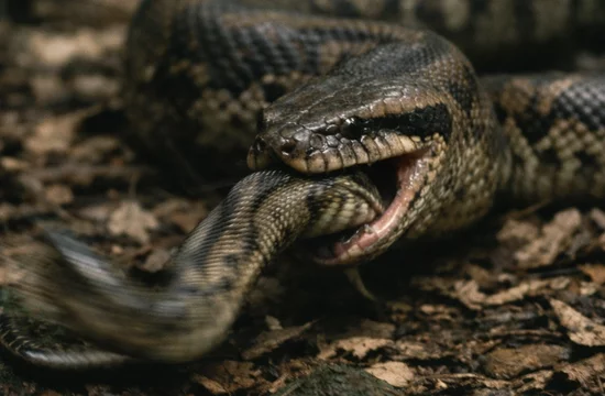 Почему змеи раз