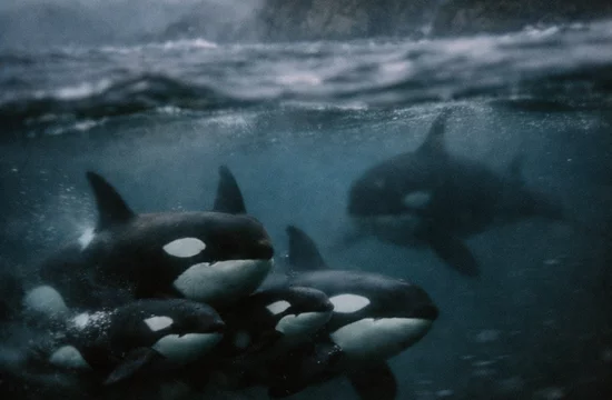 Обглоданные плавники косаток