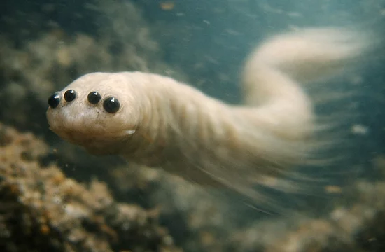 Четырёхглазый предок человека