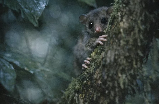 Сумчатые призраки: как