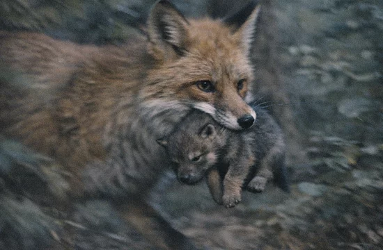 Может ли лиса