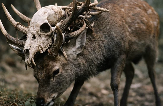 Олень, несущий оторванную