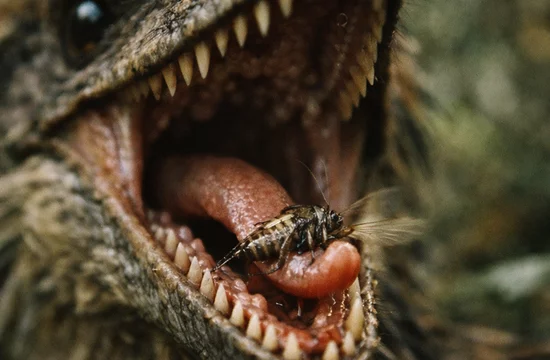 Что скрывал рот