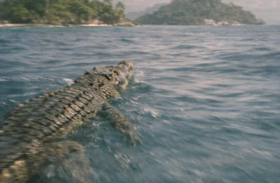 Гребнистые крокодилы пересекли