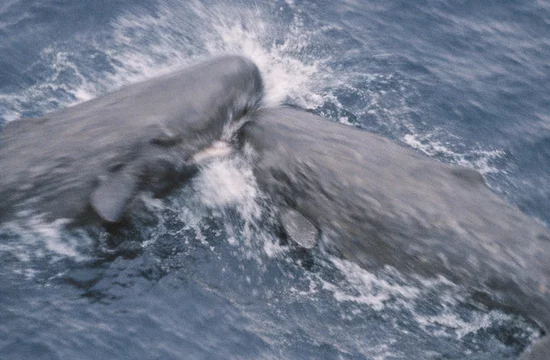 Кашалот боднул головой