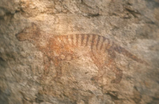 Тасманийские тигры жили