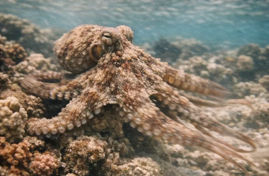 Викторина для любителей