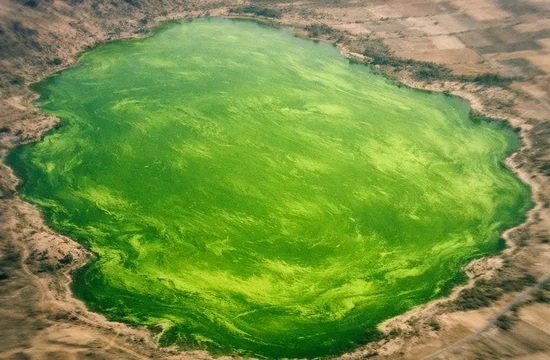 Что за ядовито-зелёное