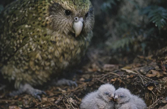 Какапо: самый толстый