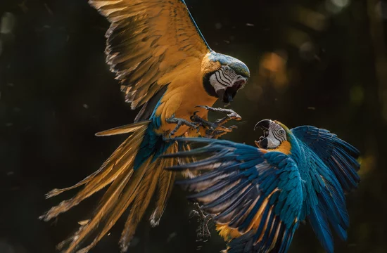 Попугай без клюва,