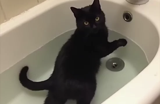 Загадка черной кошки: