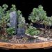 Искусство создания миниатюрных ландшафтных садов. Бонкэй