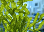 Может ли микроводоросль Chlorella Vulgaris стать ключом к будущему продовольственной безопасности?