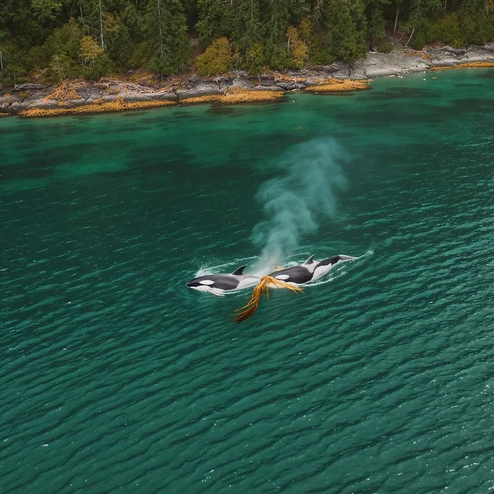 Чистят ли косатки друг друга бурыми водорослями?