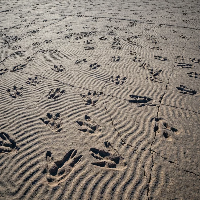 Рекордное число окаменелых следов динозавров и плавательных дорожек обнаружено в Боливии
