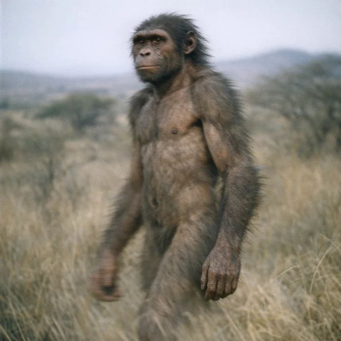 Что рассказывает самый полный скелет Homo habilis об эволюции человека?