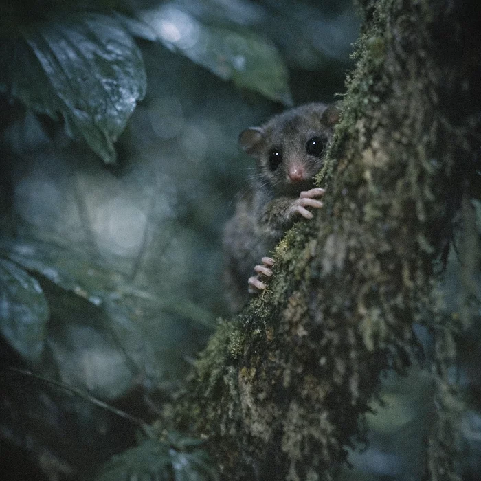 Сумчатые призраки: как животные, «вымершие» 6 000 лет назад, оказались живы в лесах новой Гвинеи?