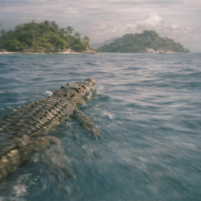 Гребнистые крокодилы пересекли индийский океан и добрались до сейшел задолго до людей