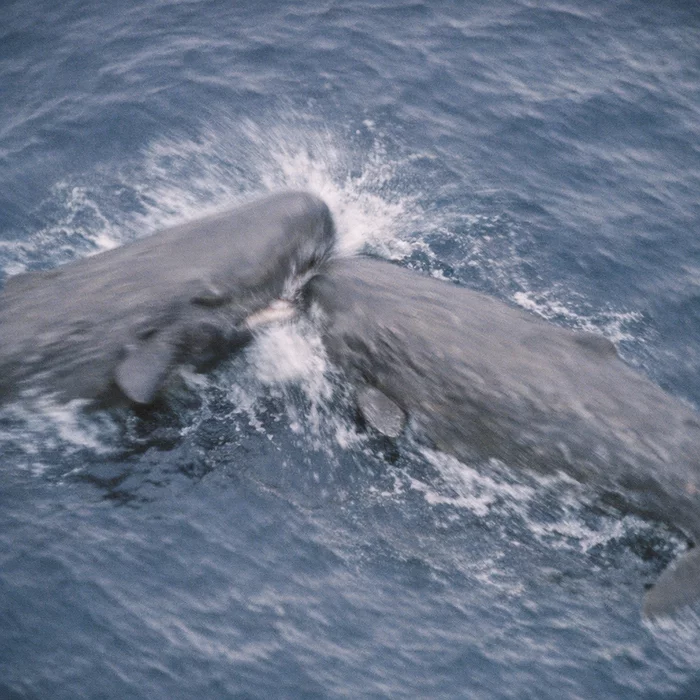 Кашалот боднул головой сородича без видимой причины