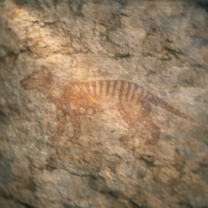 Тасманийские тигры жили в Австралии дольше, чем считалось?