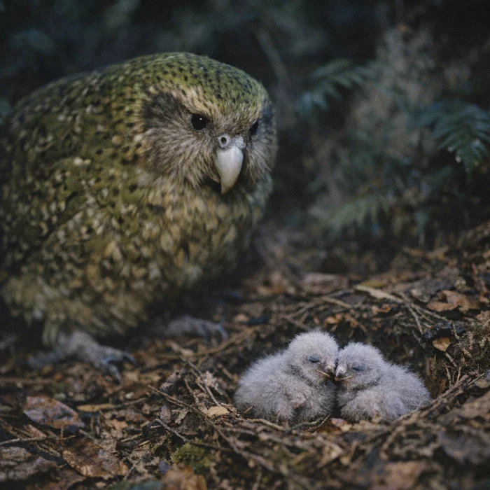 Какапо: самый толстый попугай планеты переживает рекордный бэби-бум