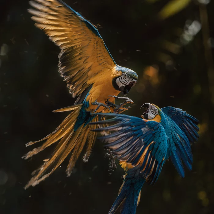 Попугай без клюва, которого никто не может победить